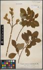 Foto von Salix caprea L.